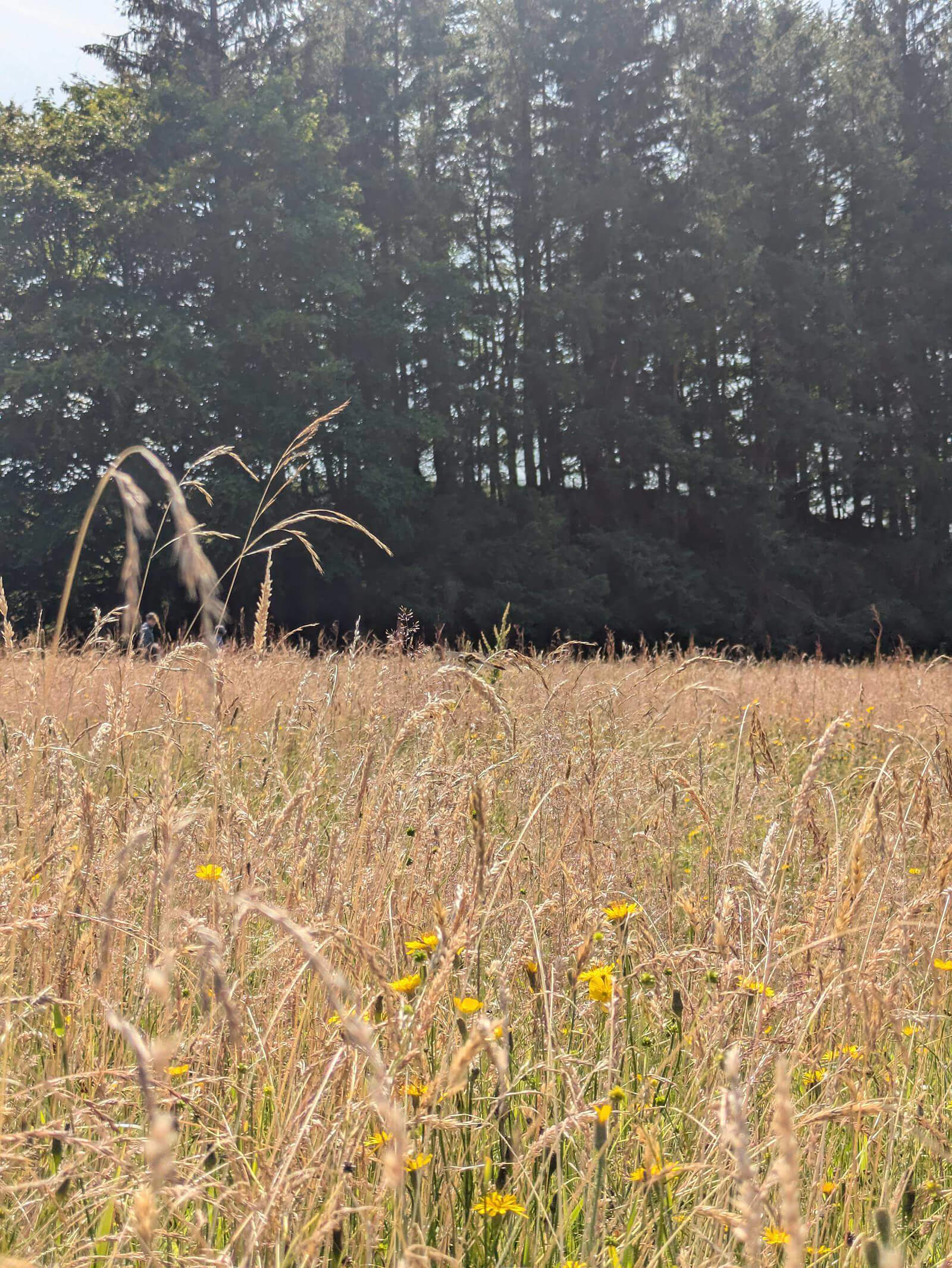 Site image